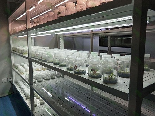 溧水植物组织培养实验室设计建设方案